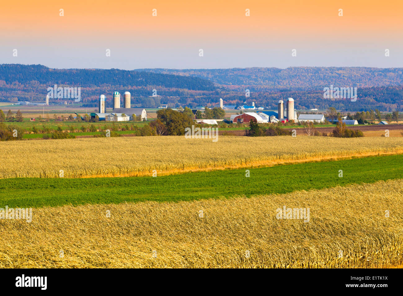 Kornfelder und Farmen, Saint-Denis-Sur-Richelieu, Québec, Kanada Stockfoto