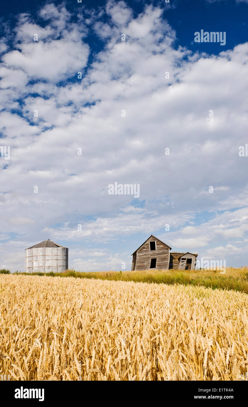 verlassenen Hof Haus und Korn bin neben Weizenfeld, in der Nähe von Rosetown, Saskatchewan, Kanada Stockfoto