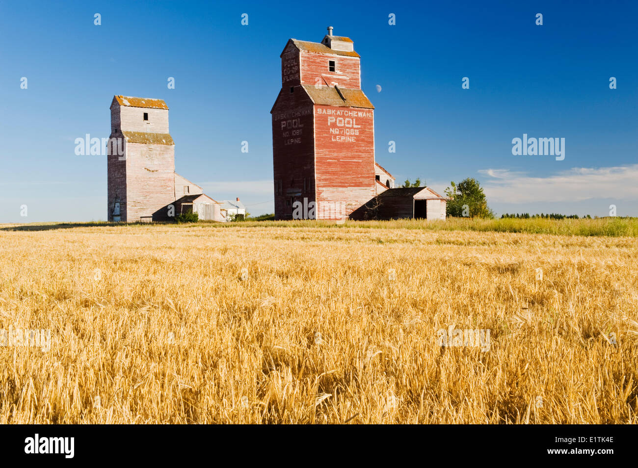 Gerstenfeld und Getreidesilos, verlassene Stadt Lepine, Saskatchewan, Kanada Stockfoto