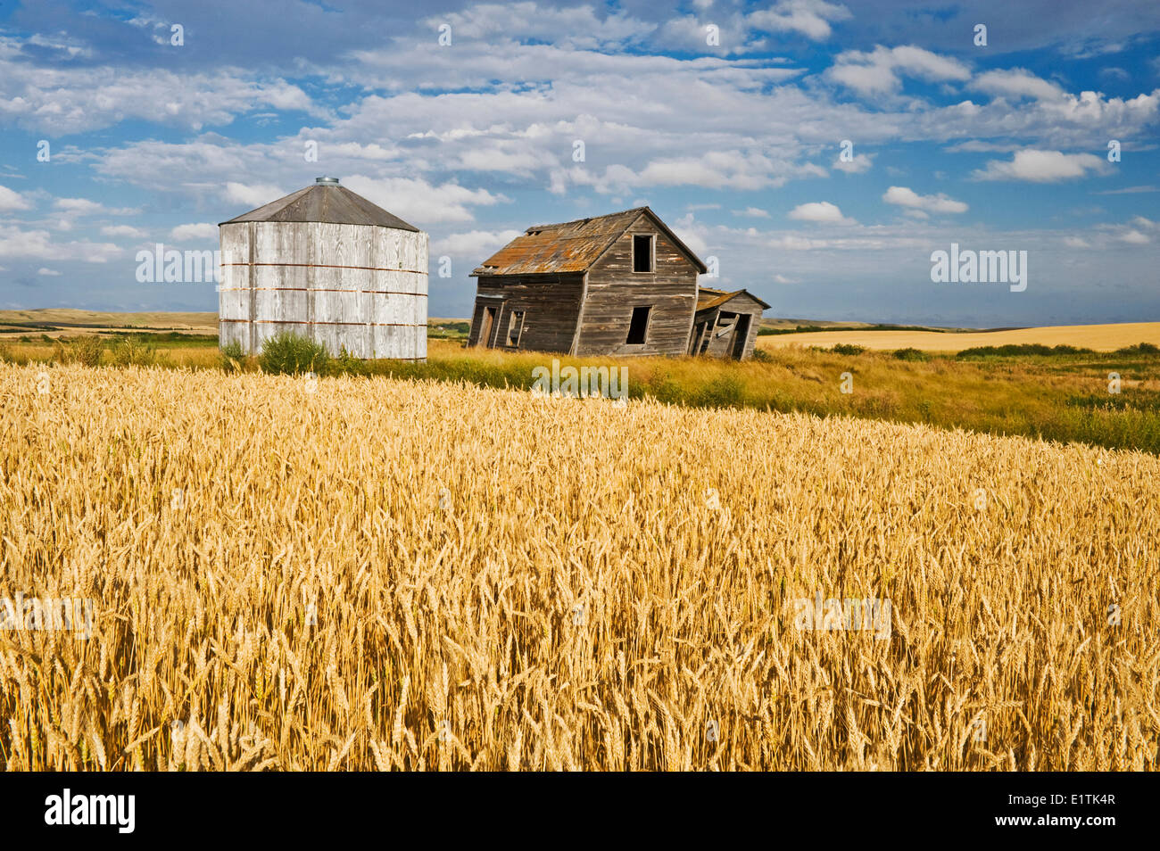 verlassenen Hof Haus und Korn bin neben Weizenfeld, in der Nähe von Rosetown, Saskatchewan, Kanada Stockfoto