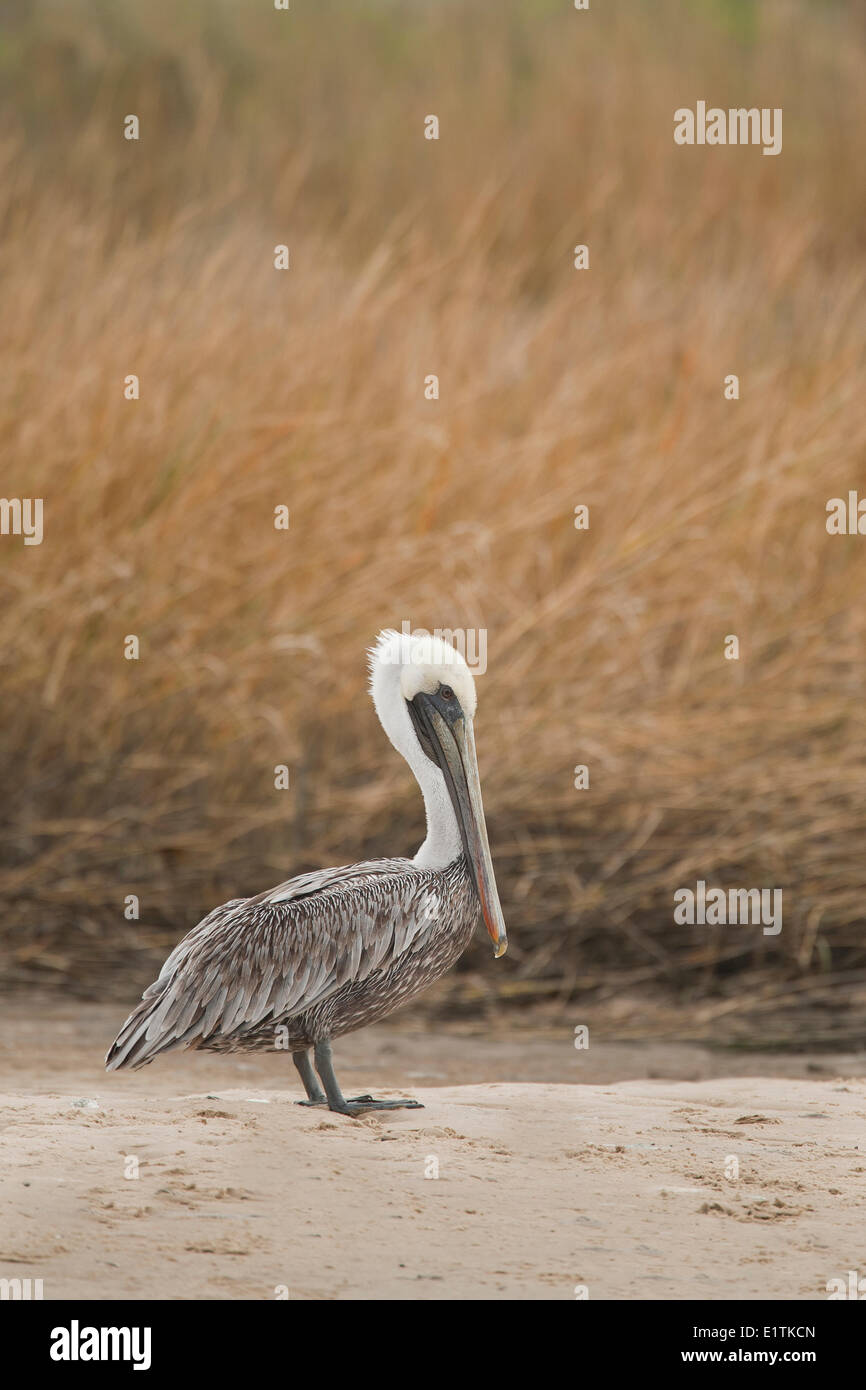 Brauner Pelikan, Pelecanus Occidentalis, Everglades, Florida, USA Stockfoto