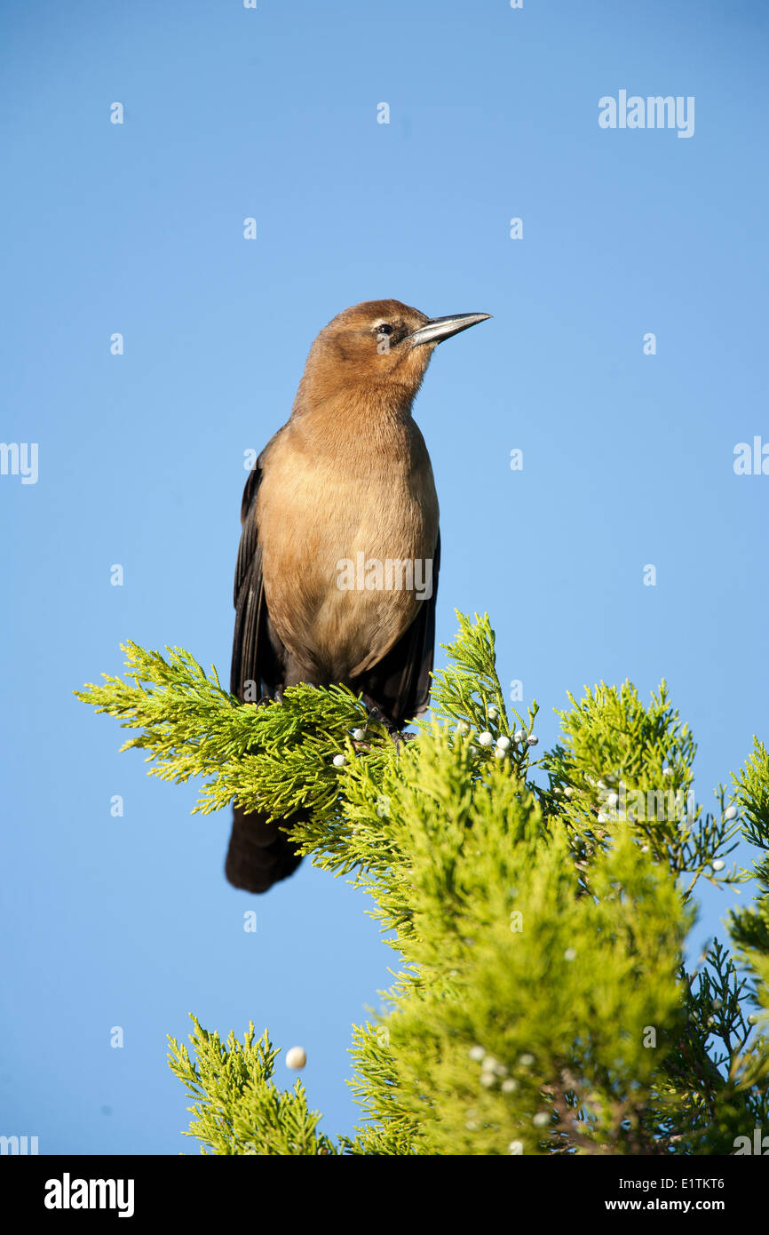 Boot-angebundene Grackle, Quiscalus großen, Florida, USA Stockfoto