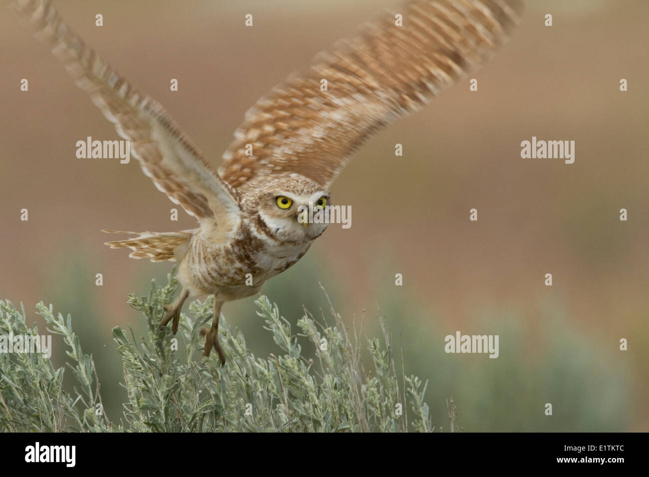 Kanincheneule, Athene Cunicularia, Ephrata, Washington, USA Stockfoto