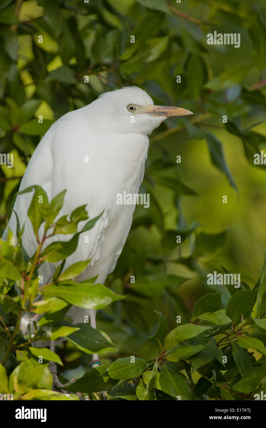 Kuhreiher, Bubulcus Ibis, Everglades, Florida, USA Stockfoto