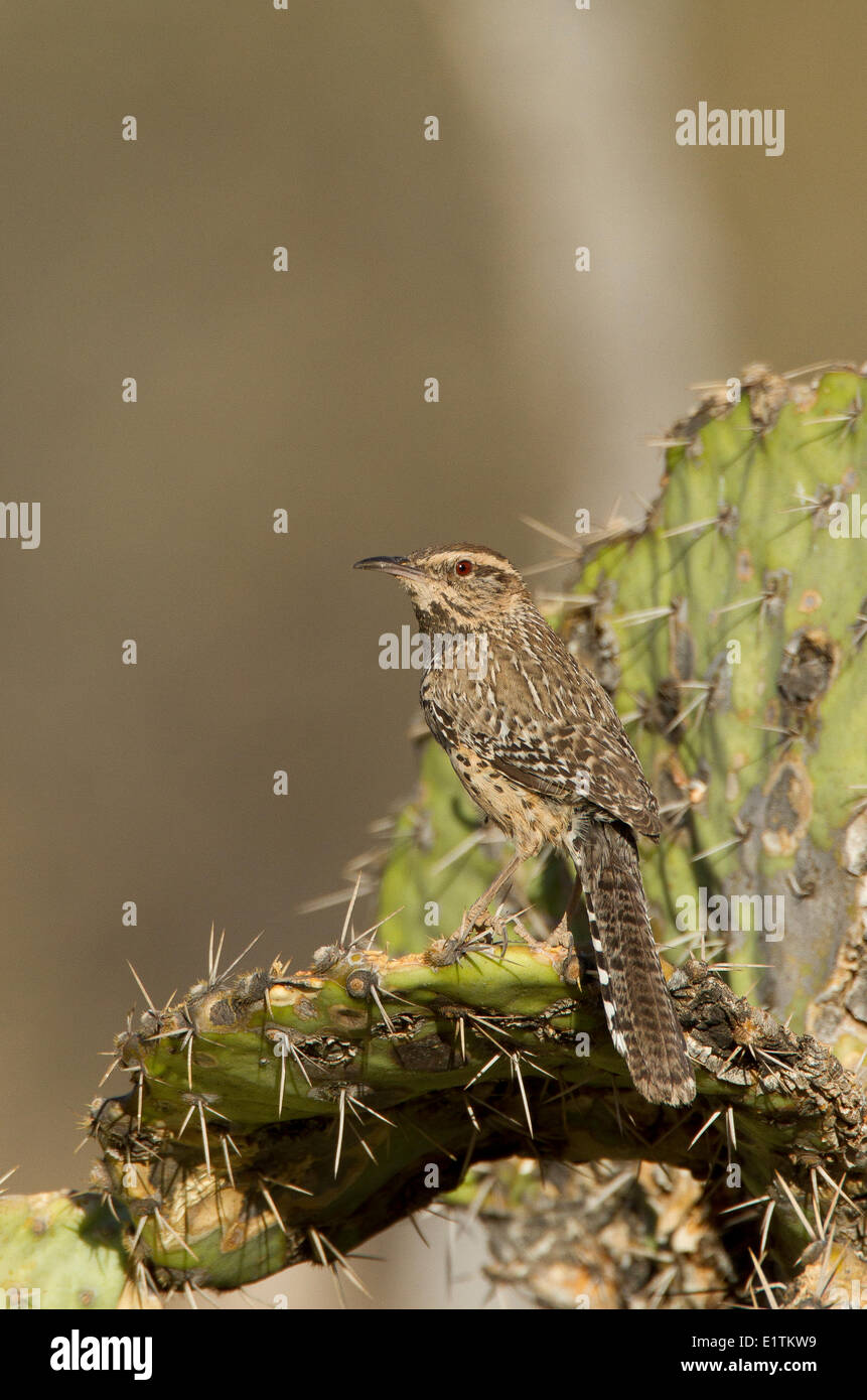 Kaktus-Zaunkönig, Campylorhynchus Brunneicapillus. Arizona, USA Stockfoto