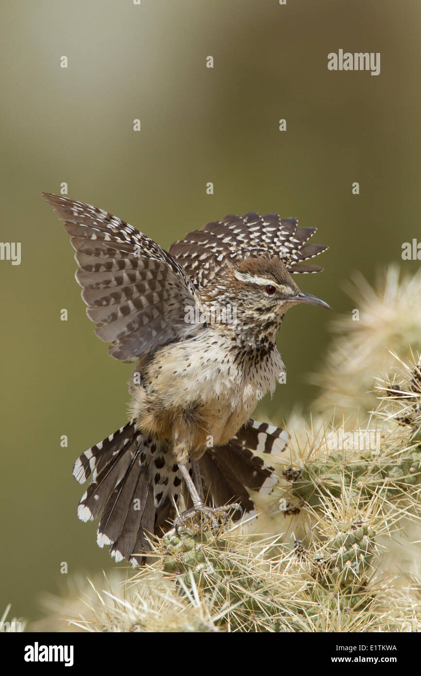 Kaktus-Zaunkönig, Campylorhynchus Brunneicapillus. Arizona, USA Stockfoto