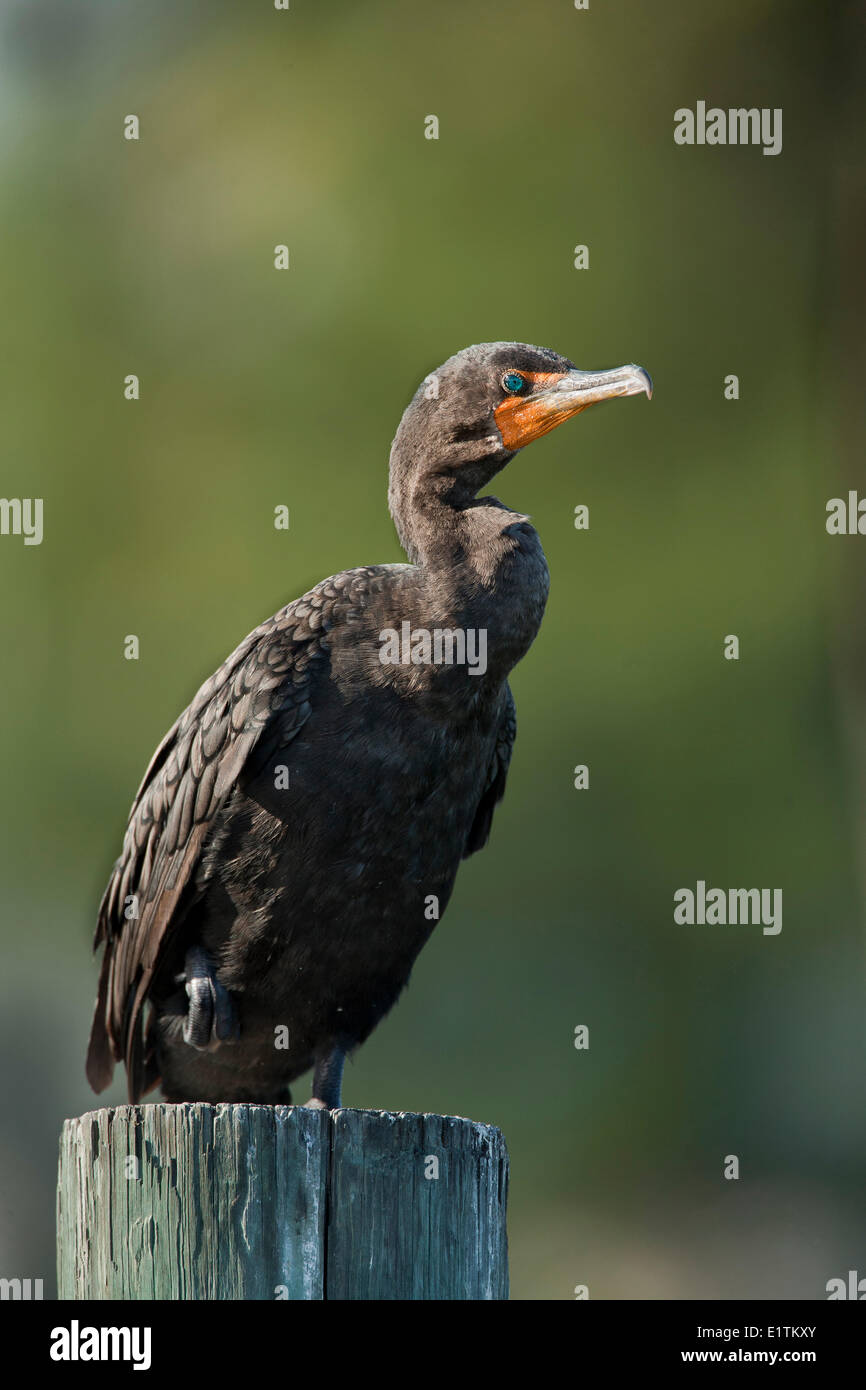 Doppel-crested Kormoran, Phalacrocorax Auritus, Everglades, Florida, USA Stockfoto