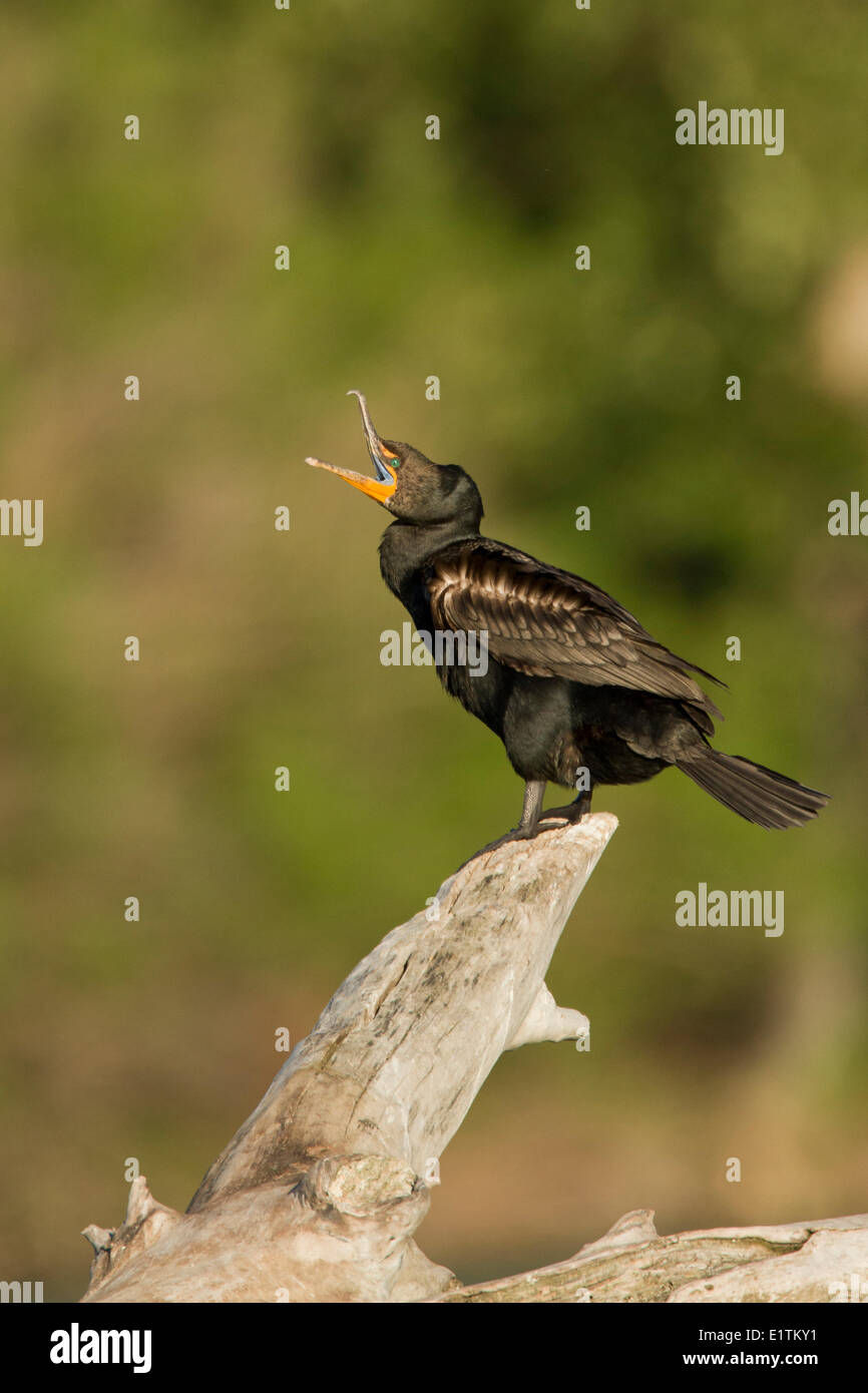 Doppel-crested Kormoran, Phalacrocorax Auritus, Alberta, Kanada Stockfoto