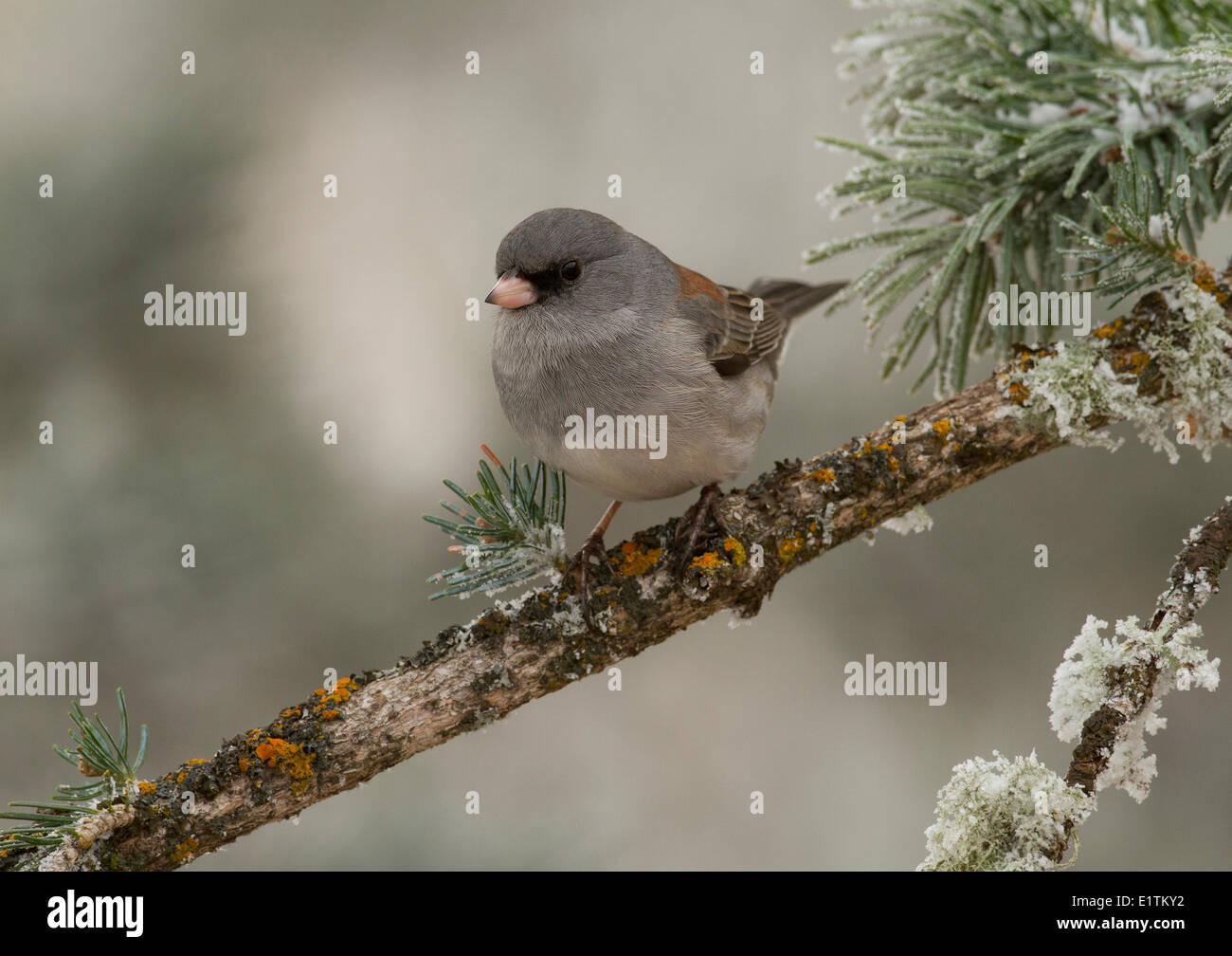 Dunkel-gemustertes Junco, Junco Hyemalis, Sandia Crest, Albuquerque, New Mexico, USA Stockfoto