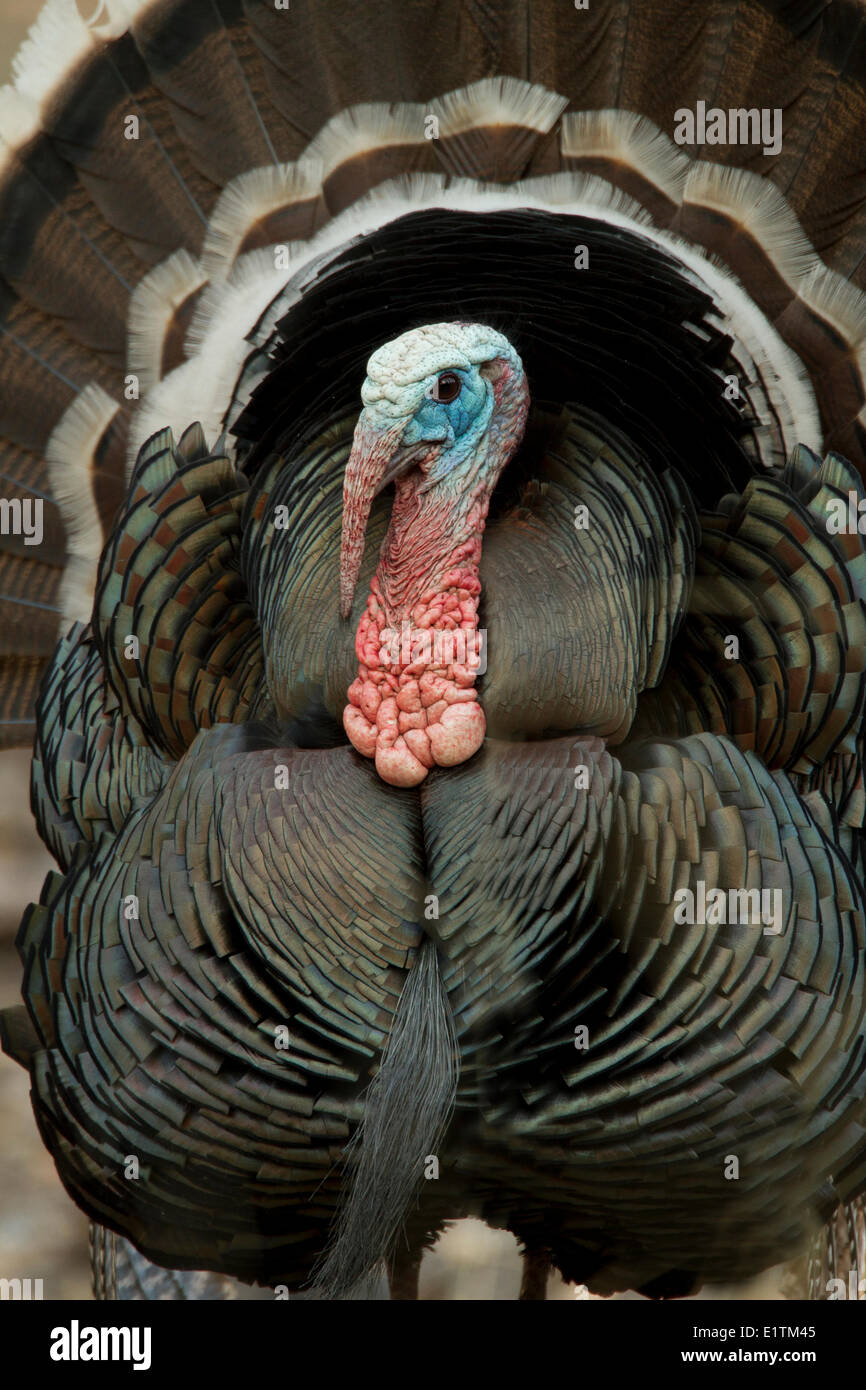 Wilder Truthahn, Meleagris Gallopavo, Arizona, USA Stockfoto