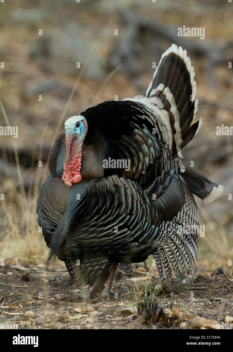 Wilder Truthahn, Meleagris Gallopavo, Arizona, USA Stockfoto