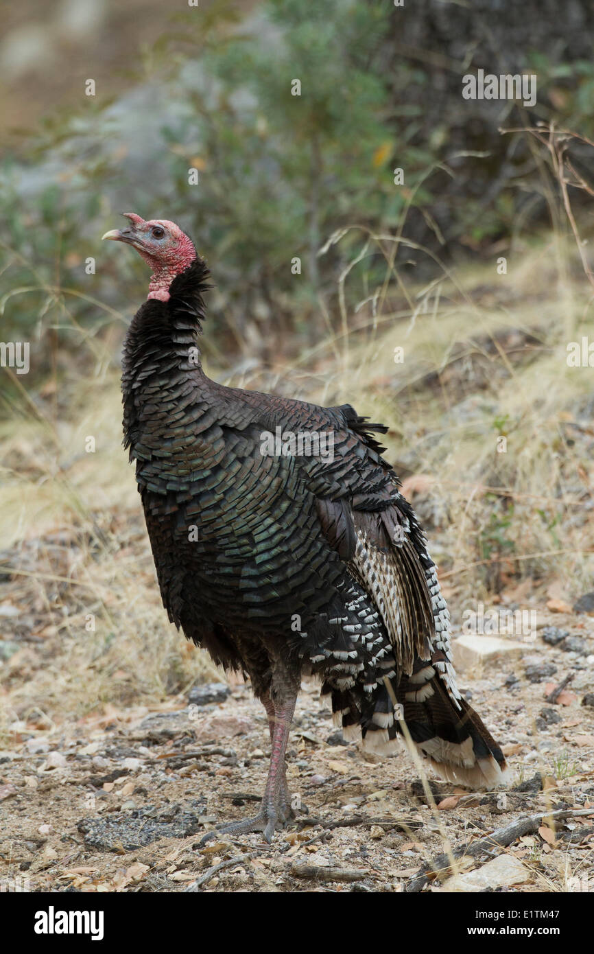Wilder Truthahn, Meleagris Gallopavo, Arizona, USA Stockfoto