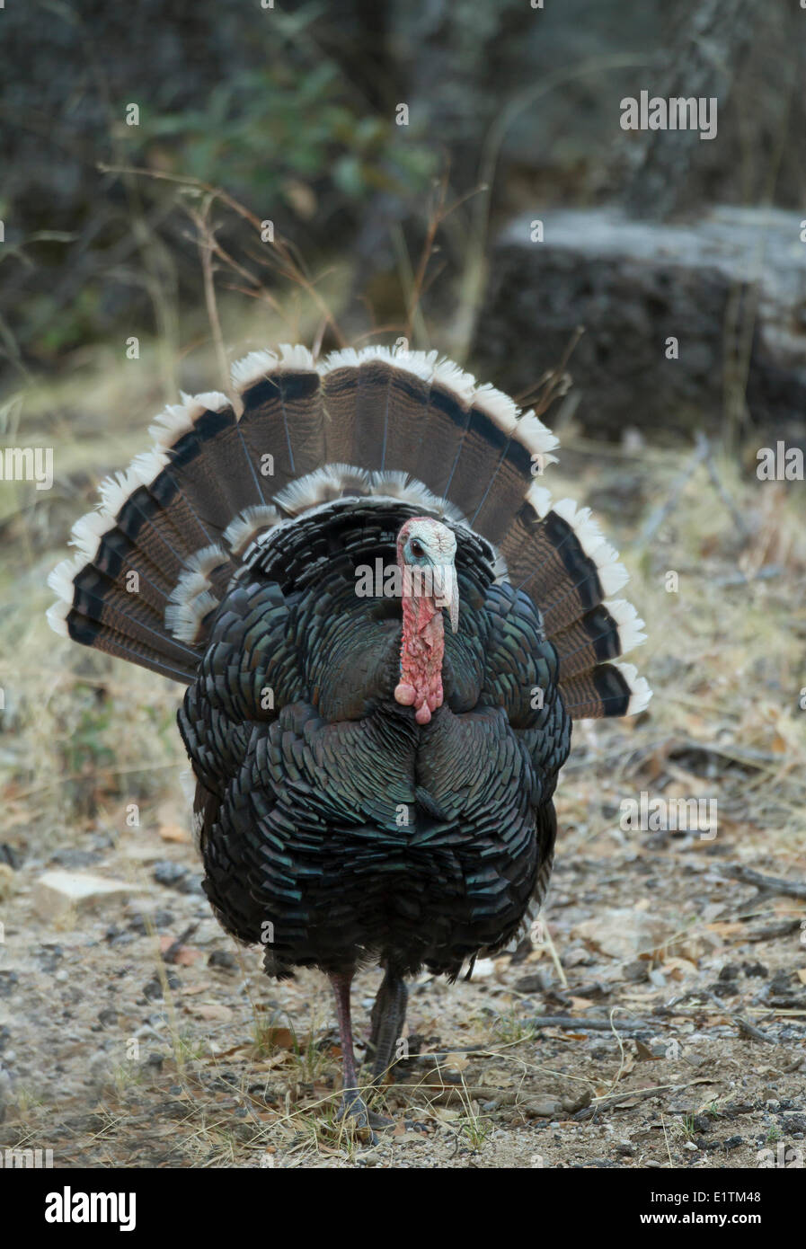 Wilder Truthahn, Meleagris Gallopavo, Arizona, USA Stockfoto