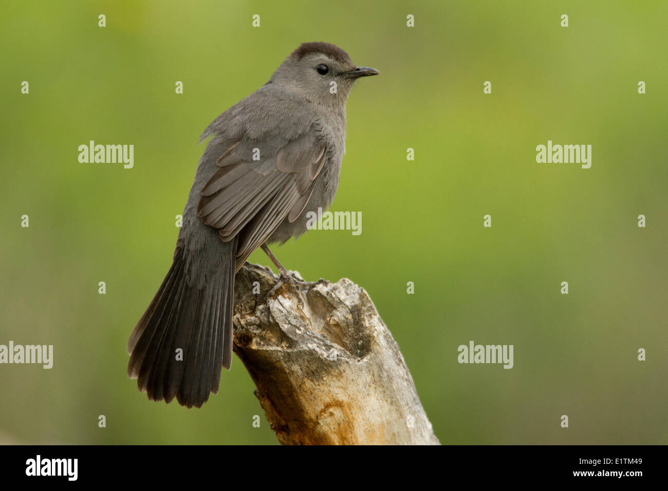 Graues Catbird, Dumetella Carolinensis, Montana, USA Stockfoto