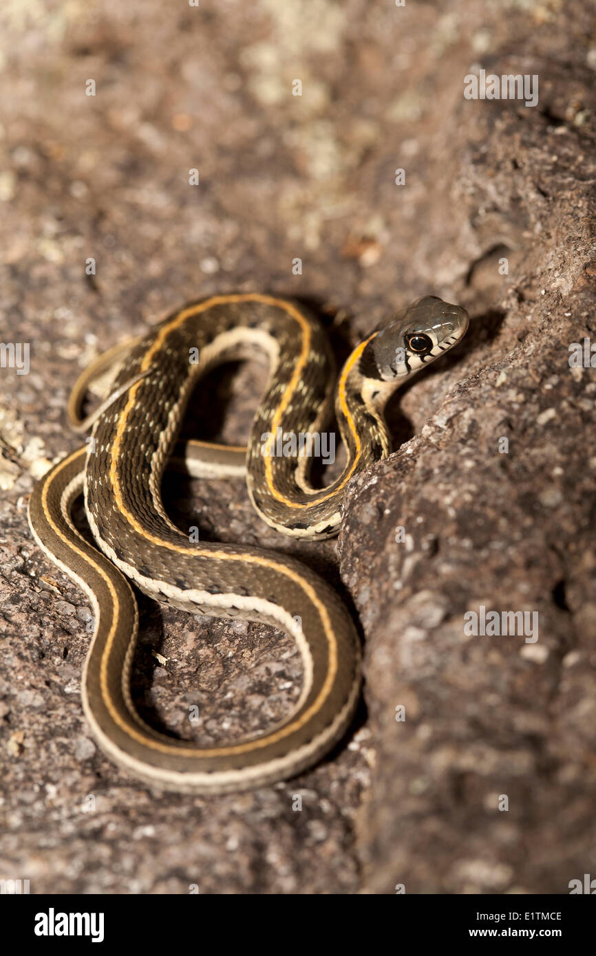 Schwarz-Necked-Strumpfband-Schlange, Thamnophis Cyrtopsis, Arizona, USA Stockfoto