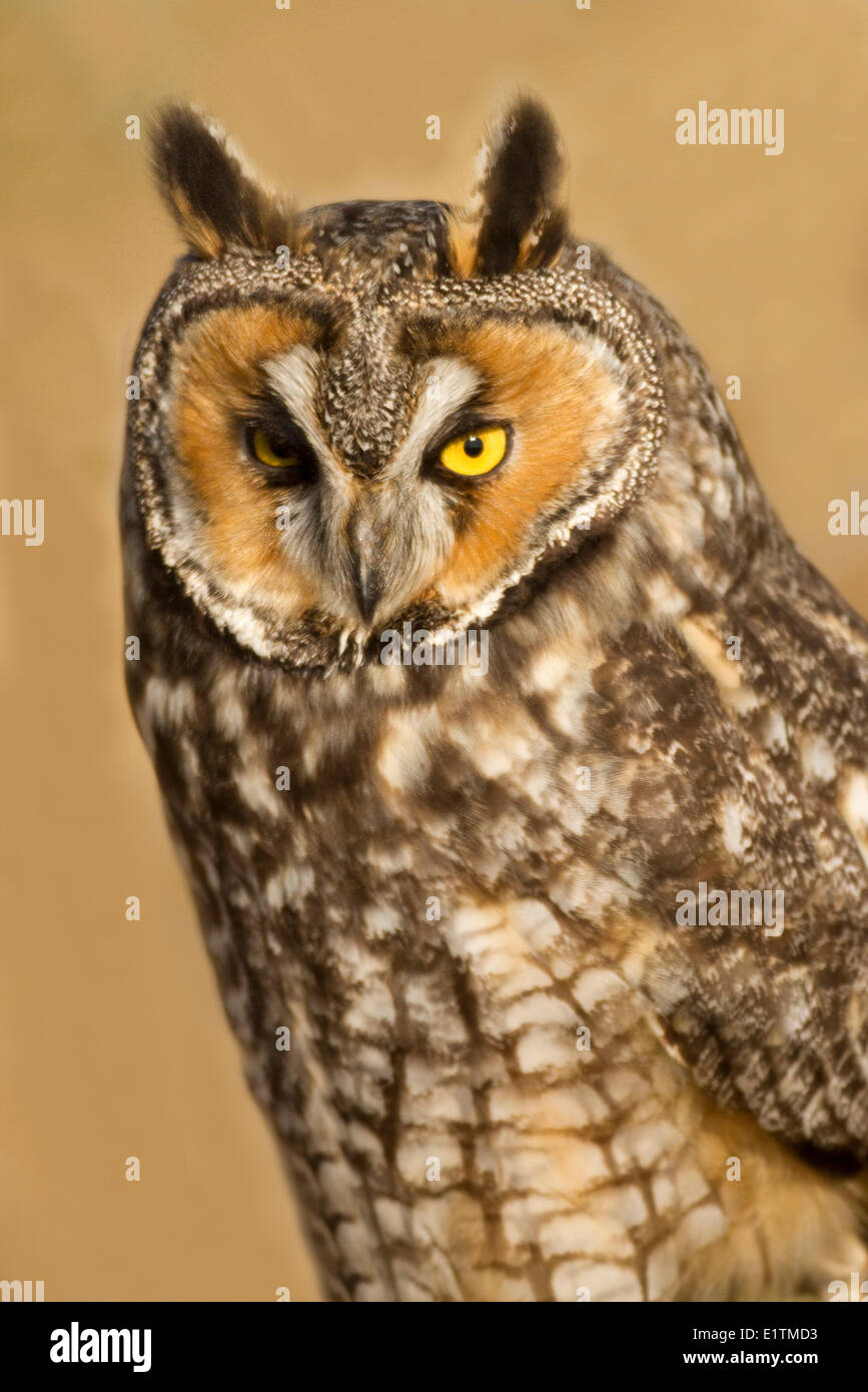 Waldohreule, Asio Otus, Boundary Bay, BC, Kanada Stockfoto