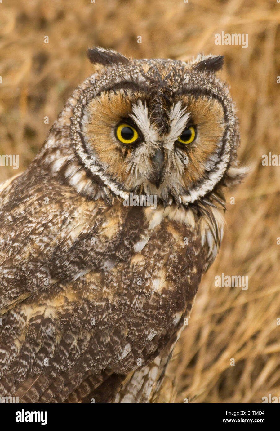 Waldohreule, Asio Otus, Boundary Bay, BC, Kanada Stockfoto