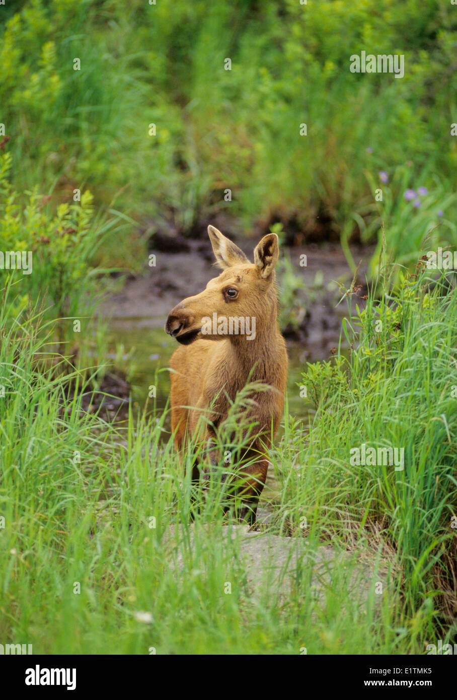 Elch (Alces Alces) Juvenile, Algonquin Provincial Park, Alberta, Kanada. Stockfoto