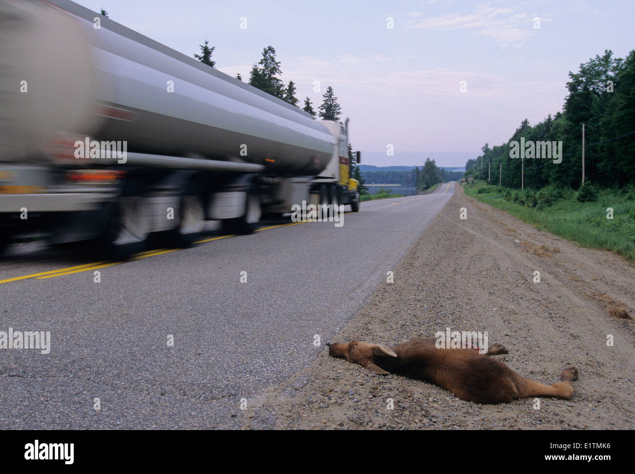 Elch (Alces Alces) Juvenile auf Autobahn getötet. Algonquin Provincial Park, Ontario, Kanada Stockfoto