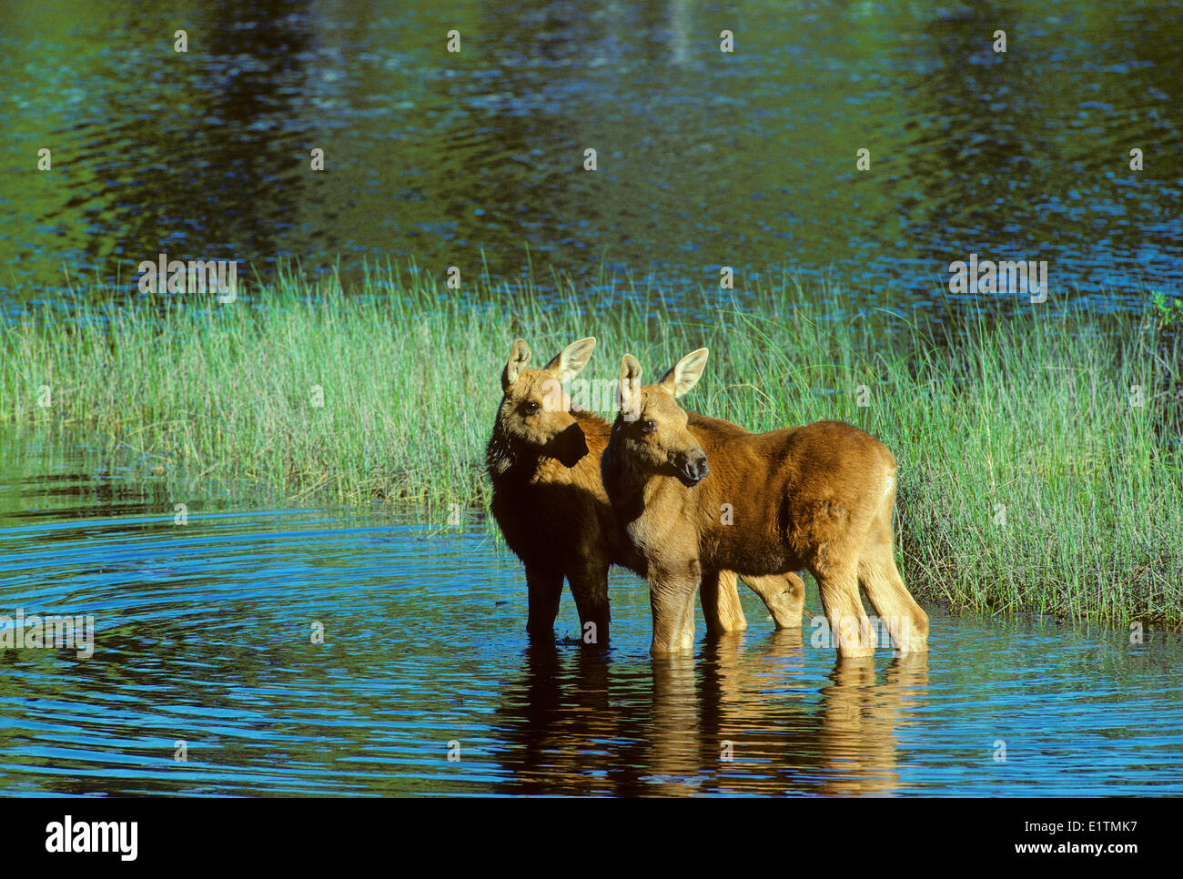 Elch, Alces Alces, Juvenile Zwillinge, Algonquin Provincial Park, Ontrio Kanada Stockfoto