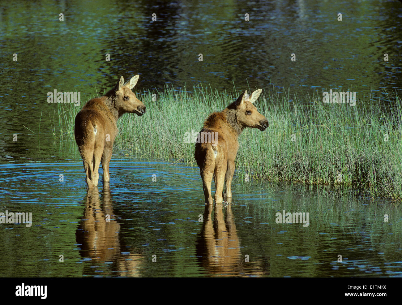 Elch, Alces Alces, Juvenile Zwillinge, Algonquin Provincial Park, Ontrio Kanada Stockfoto