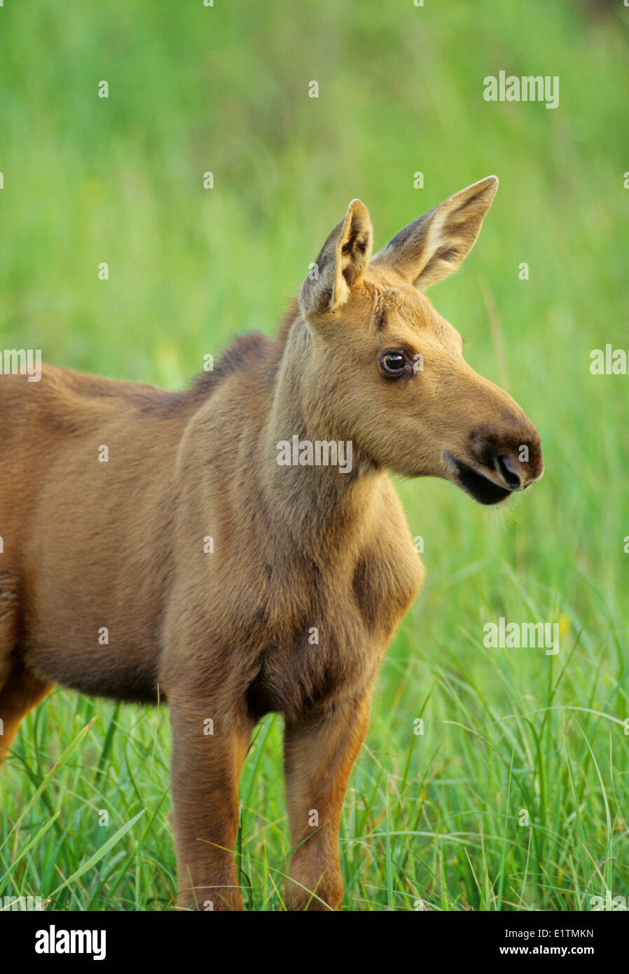 Elch (Alces Alces) Juvenile, Algonquin Provincial Park, Ontario, Kanada Stockfoto