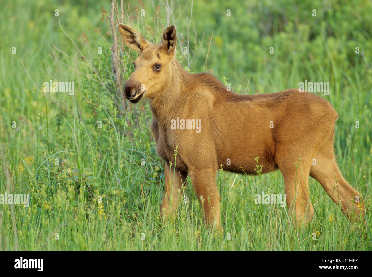 Elch (Alces Alces) Juvenile, Algonquin Provincial Park, Ontario, Kanada Stockfoto