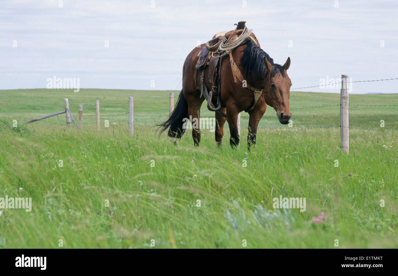 Kuh, Erwachsenen Pferd (Equus Ferus Caballus) Sommer, Sasketchewan, Kanada Stockfoto