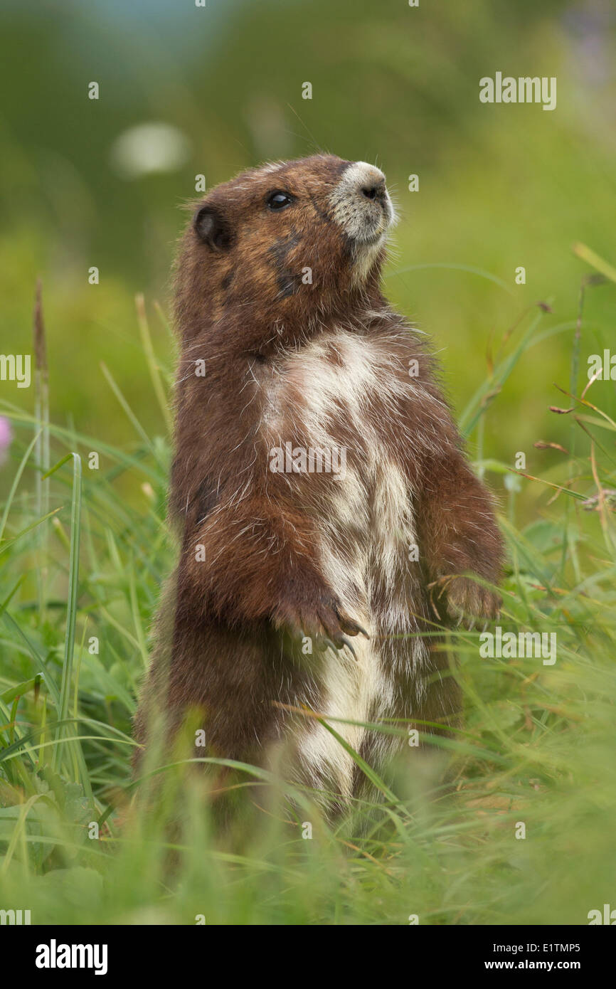 Vancouver Island Murmeltier, Marmota Vancouverensis Vancouver Island, BC, Kanada Stockfoto