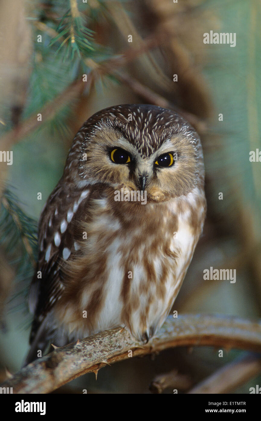 Nördlichen Säge – Whet Eule, Aegolius Acadicus, Rocky Point, Victoria, südlichen BC, Kanada Stockfoto