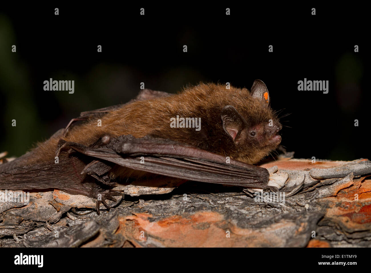 Langbeinige Bat, Myotis Volans, Lillooet, BC, Kanada Stockfoto