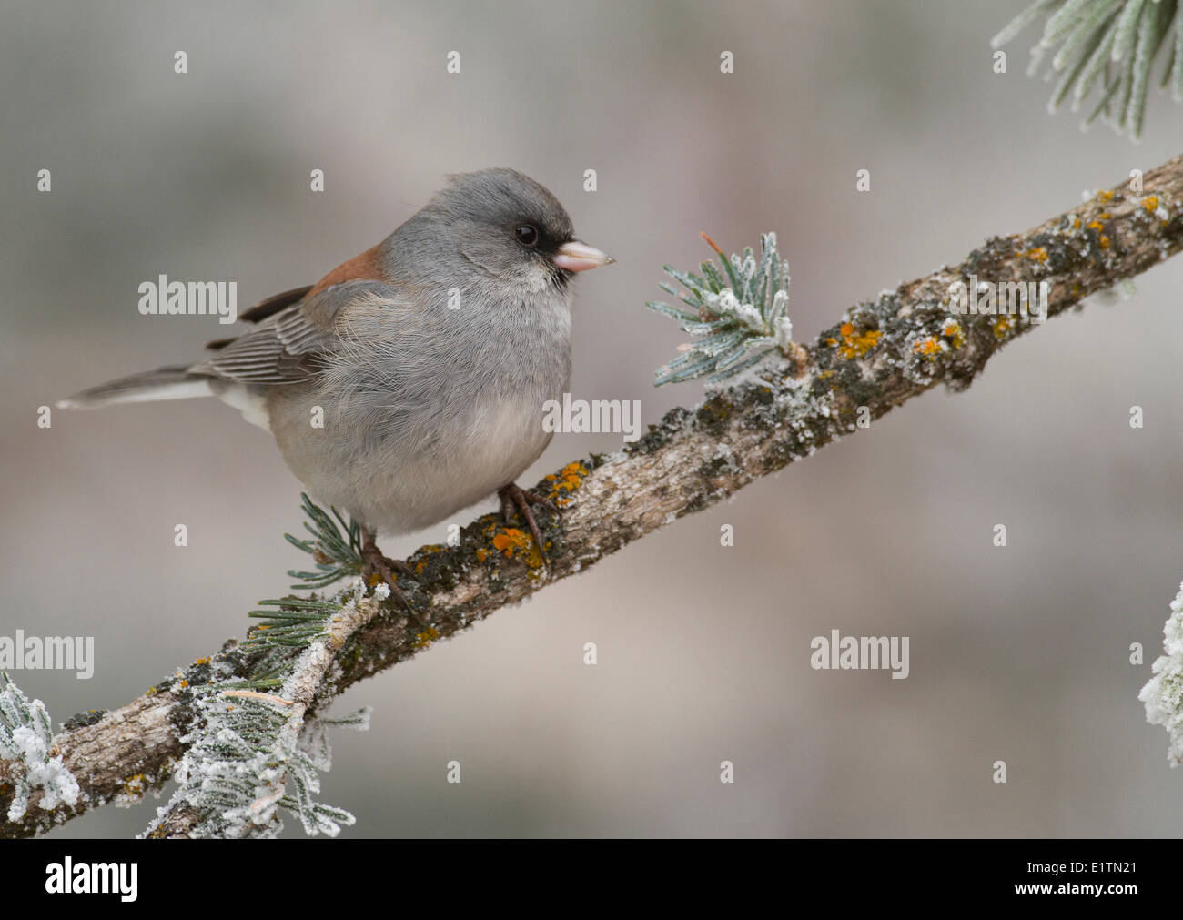 Dunkel-gemustertes Junco, Junco Hyemalis, Sandia Crest, Albuquerque, New Mexico, USA Stockfoto