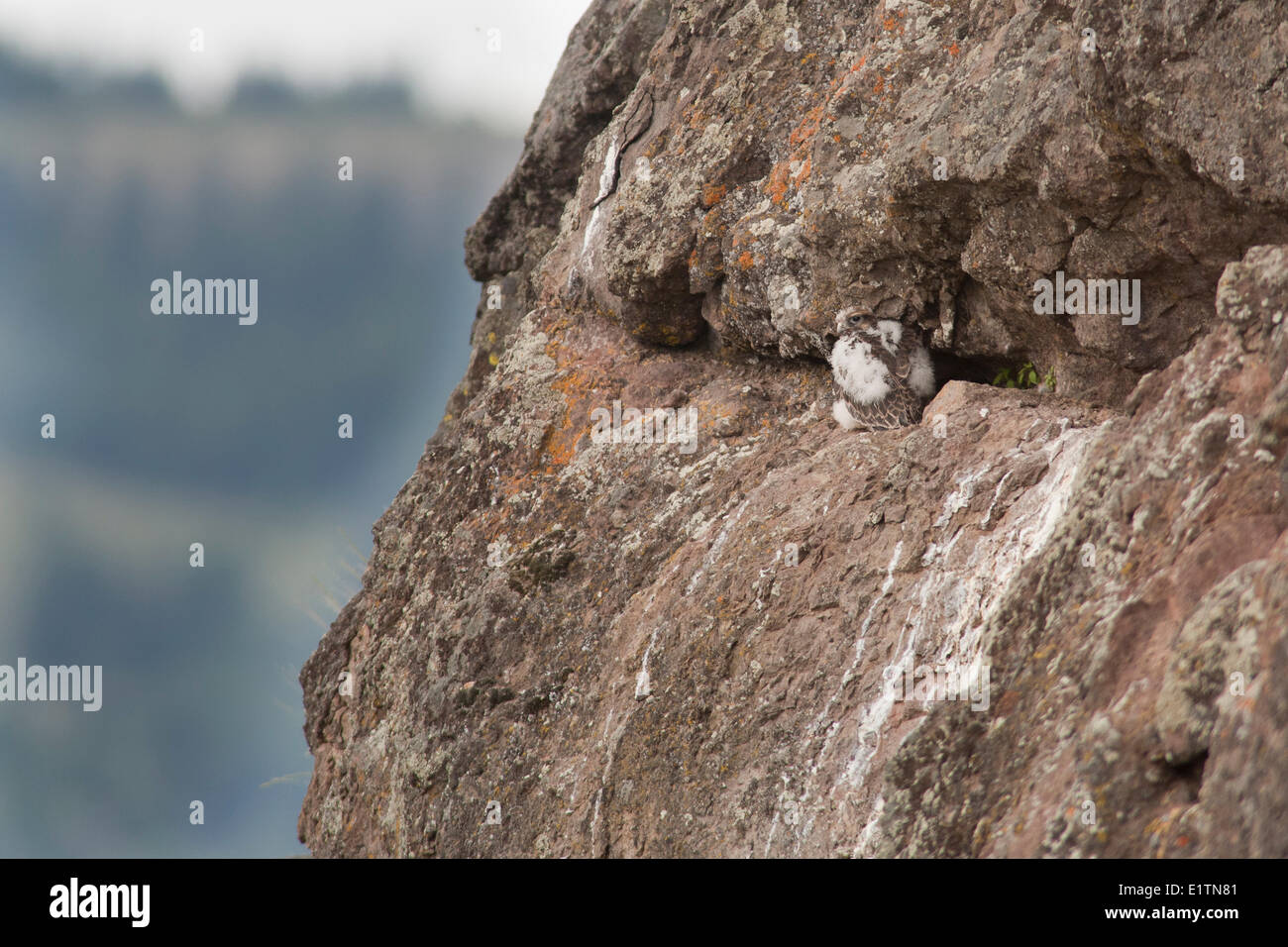 Prairie Falcon, Nest, Falco Mexicanus, Rock Creek, innen BC, Kanada Stockfoto