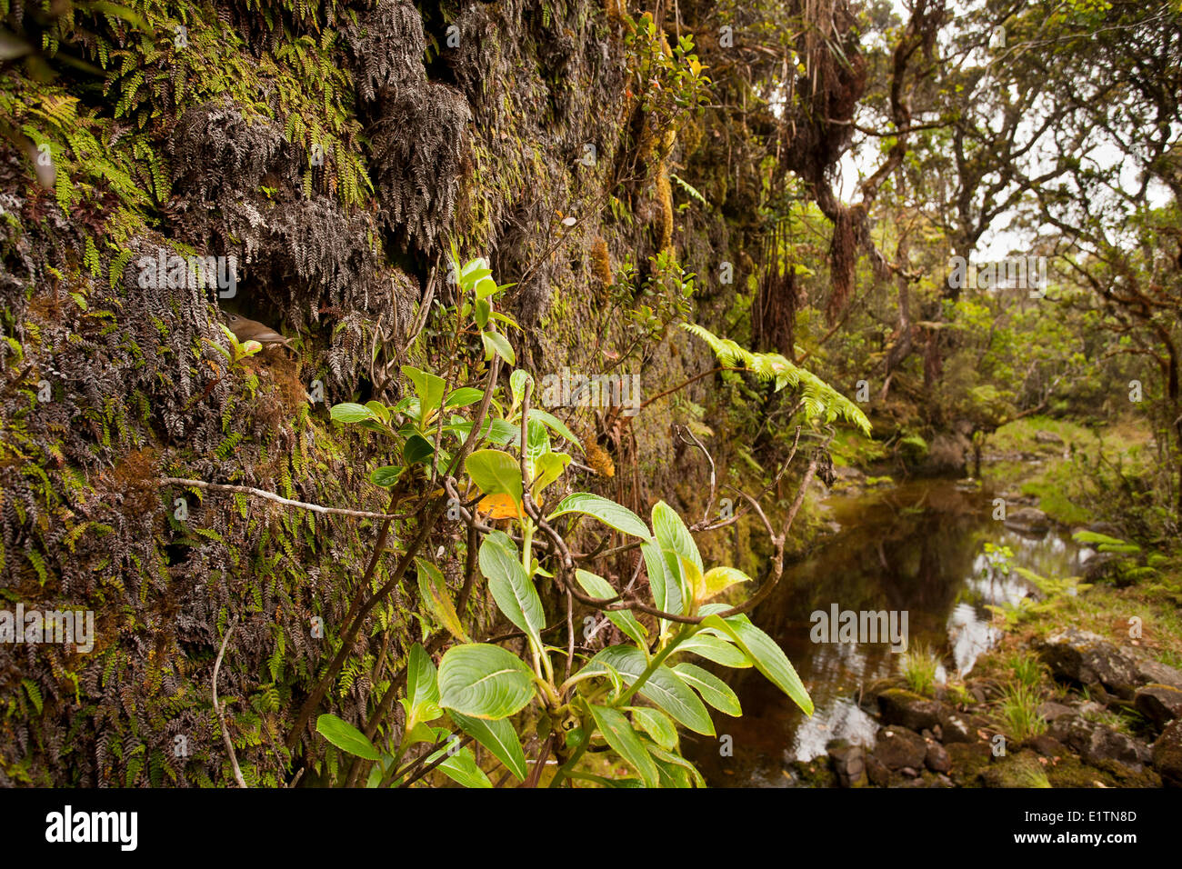 Puaiohi oder kleine Kauaʻi Soor Myadestes Palmeri, Schachteln, Alakai Wilderness Area, Kauai, Hawaii USA Stockfoto