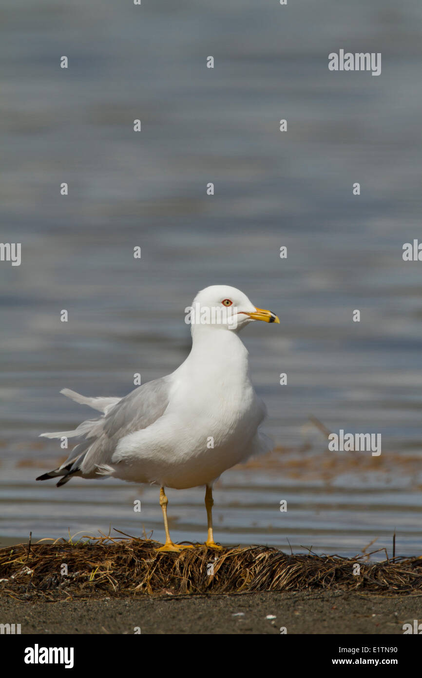 Ring-billed Möve, Larus Delawarensis, Washington, USA Stockfoto