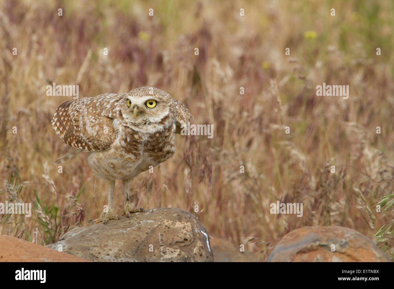 Kanincheneule, Athene Cunicularia, Ephrata, Washington, USA Stockfoto