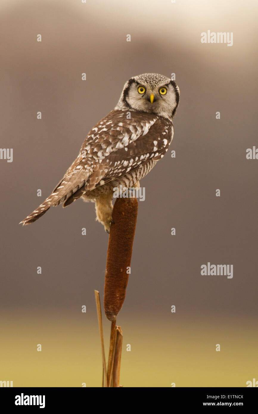 Nördlichen Sperbereule, Surnia Ulula, Vancouver, BC, Kanada Stockfoto