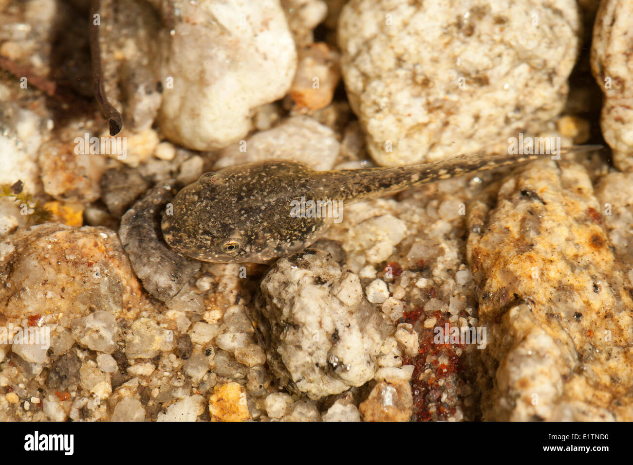 Chiracuah (Ramsey Canyon) Leopard Frog, Rana Subaquavocalis, Arizona, USA Stockfoto