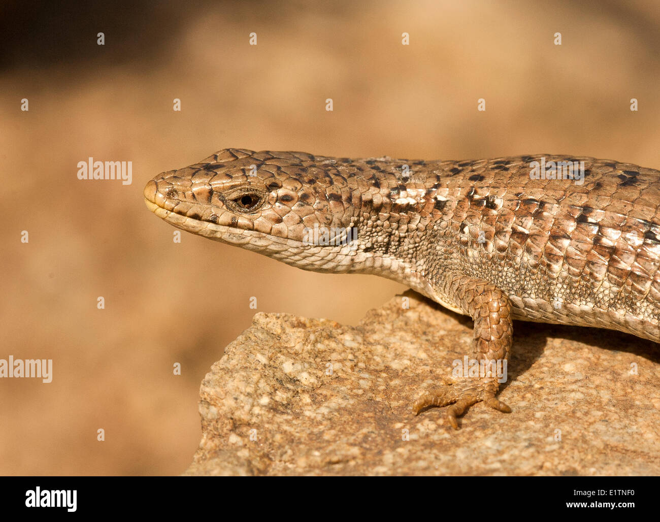 Nordwestlichen Alligator Eidechse, Elgaria Coerulea Principis, BC, Kanada Stockfoto