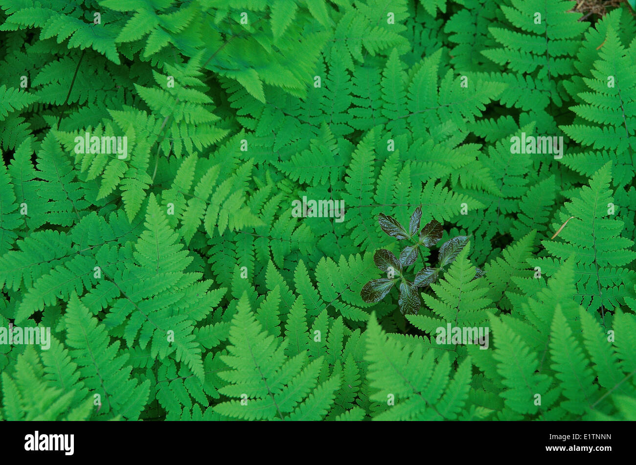 Eiche Farn, Gymnocarpium Dryopteris, südlichen BC, Kanada Stockfoto