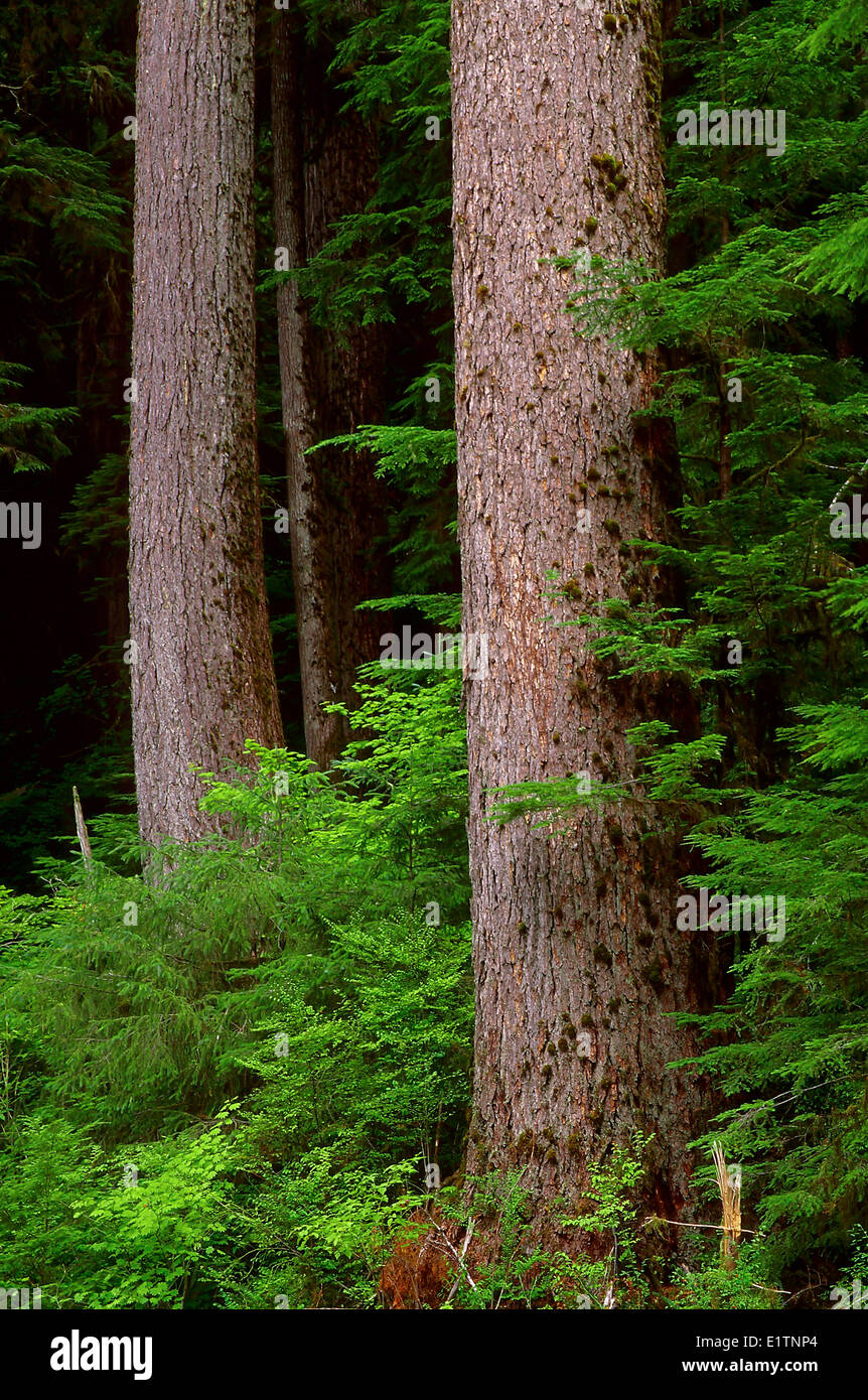 Douglas-Tanne Küstenwald, Olympic Nationalpark, Washington, USA Stockfoto