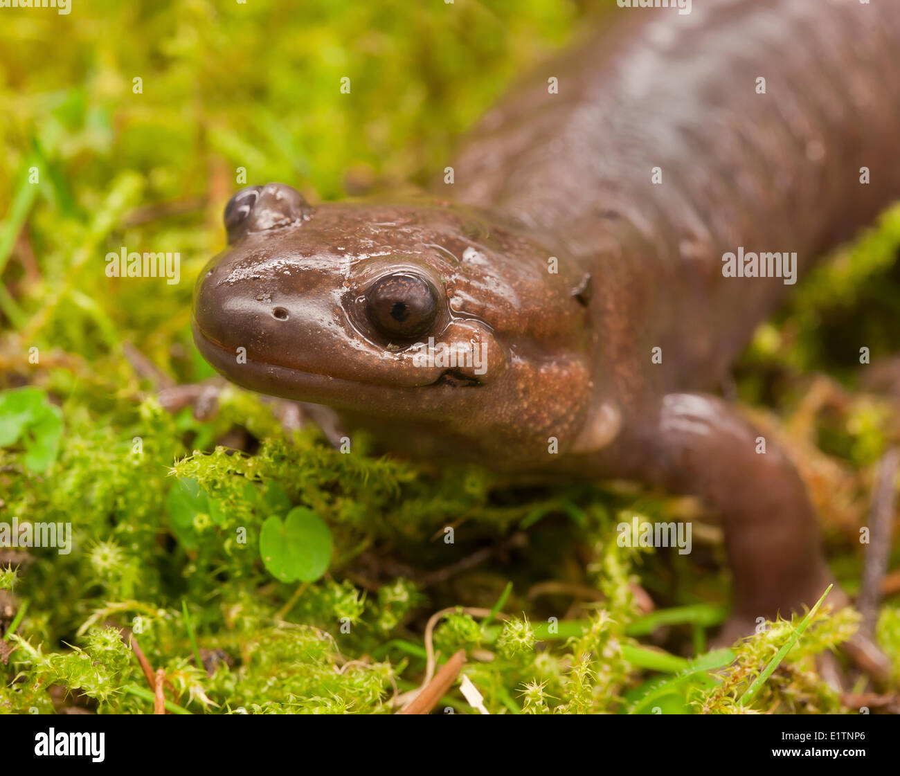 Nordwestlichen Salamander, Z.B. grazil, Vancouver, BC, Kanada