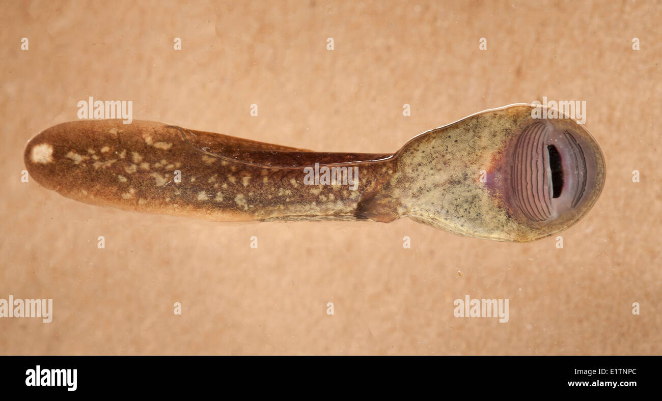 Rocky Mountain Tailed Frosch, Kaulquappe, Ascaphus Montanus, Moyie Fluss Kootenays, BC, Kanada Stockfoto