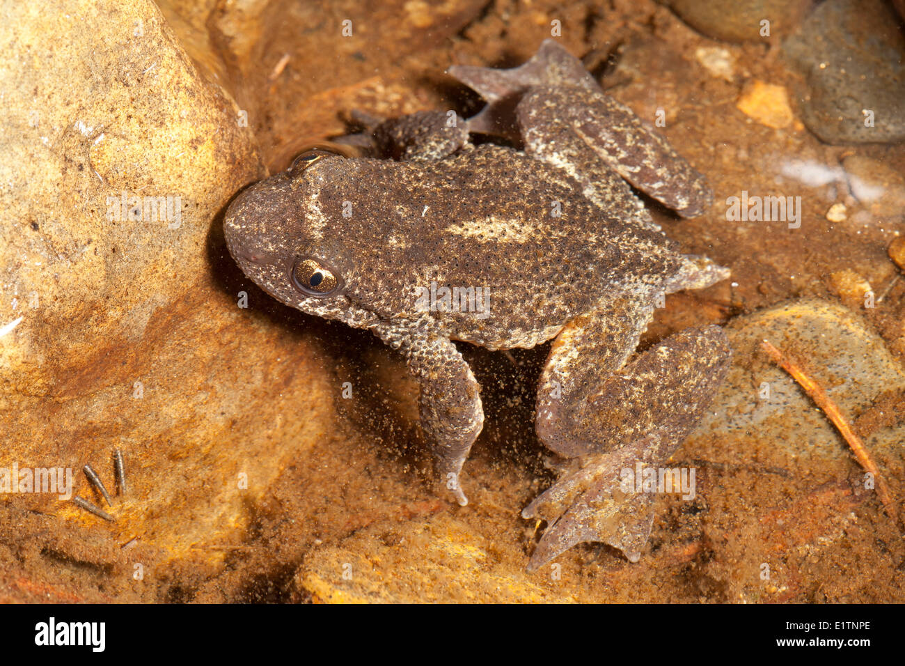 Rocky Mountain-Tailed-Frosch, Ascaphus Montanus, Moyie Fluss, Kootenays, BC, Kanada Stockfoto