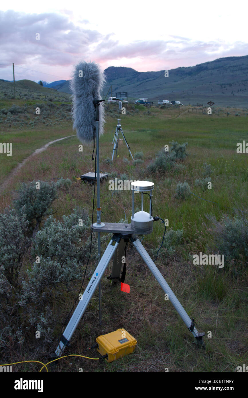 Fledermaus-akustische Überwachung, Okanagan, BC, Kanada Stockfoto