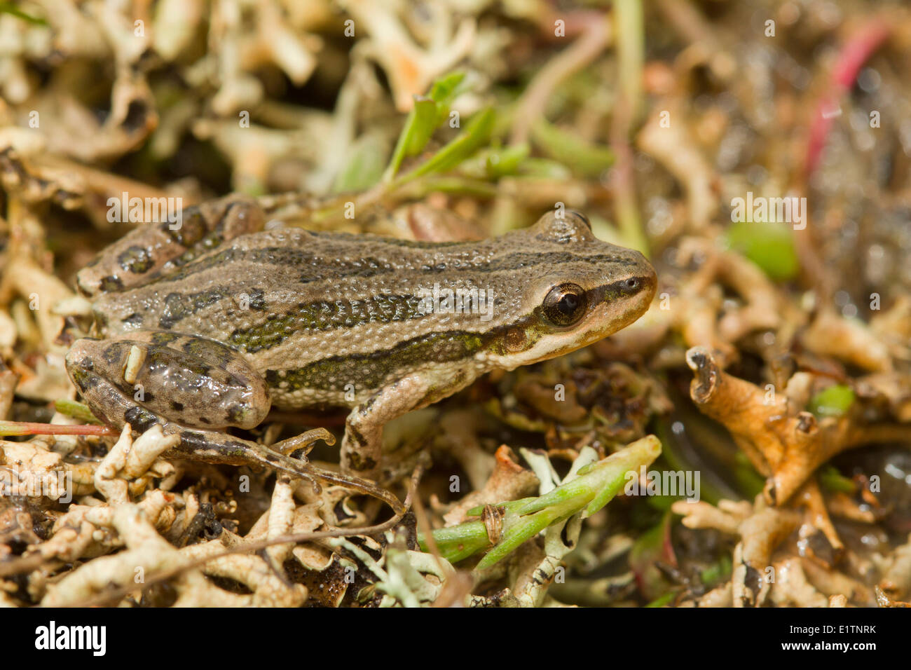 Boreal Chor-Frosch, Pseudacris Maculata, Grasslands National Park, Saskatchewan, Kanada Stockfoto