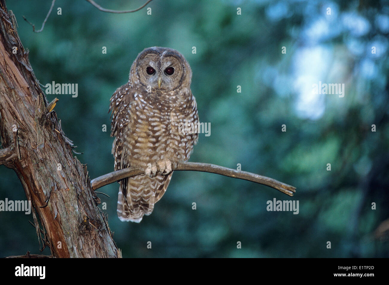 Nördlichen beschmutzt Eule, Strix Occidentalis Occidentalis, Yosemite-Nationalpark, Kalifornien, USA Stockfoto