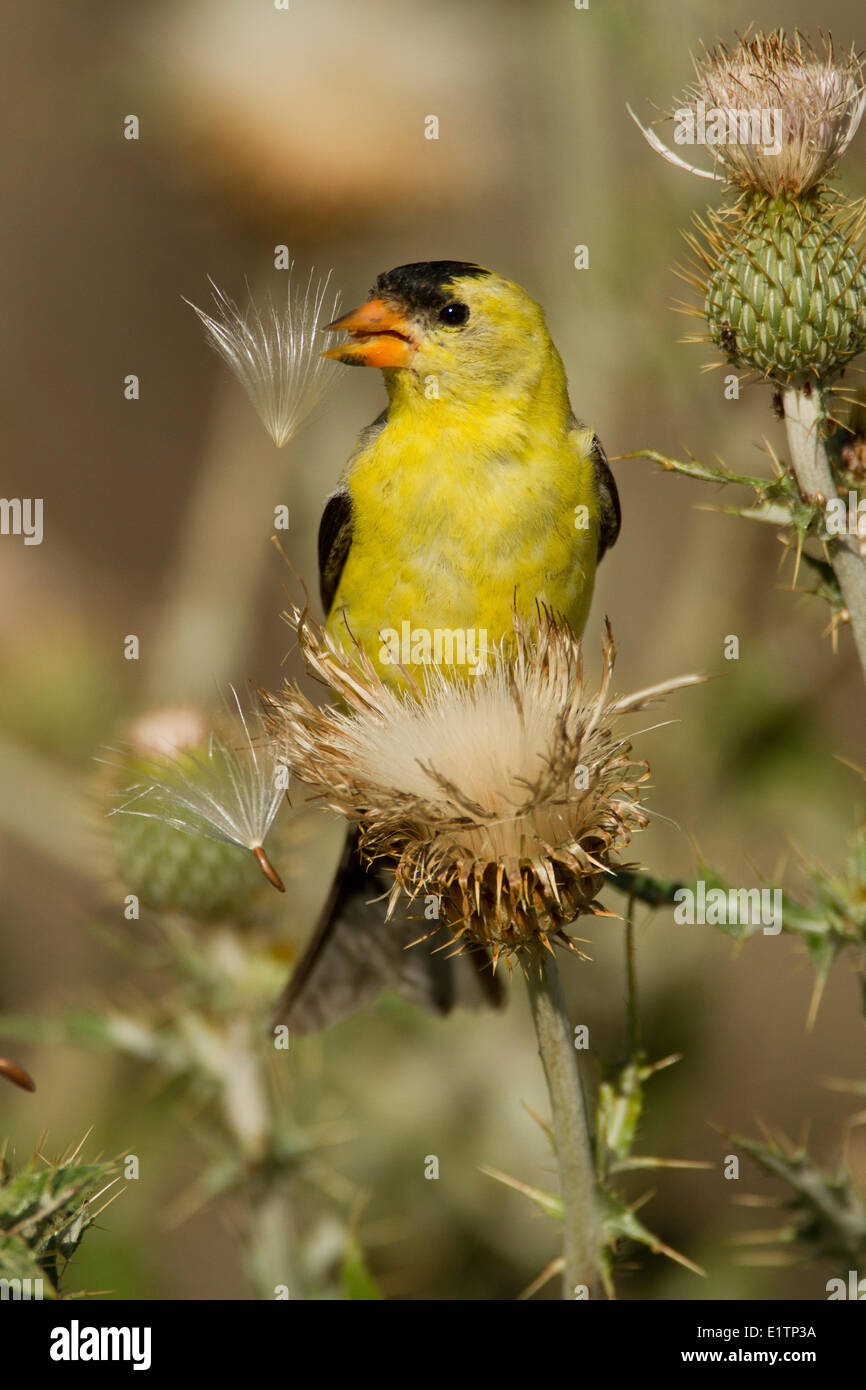 Amerikanische Stieglitz, Zuchtjahr Tristis, BC, Kanada Stockfoto