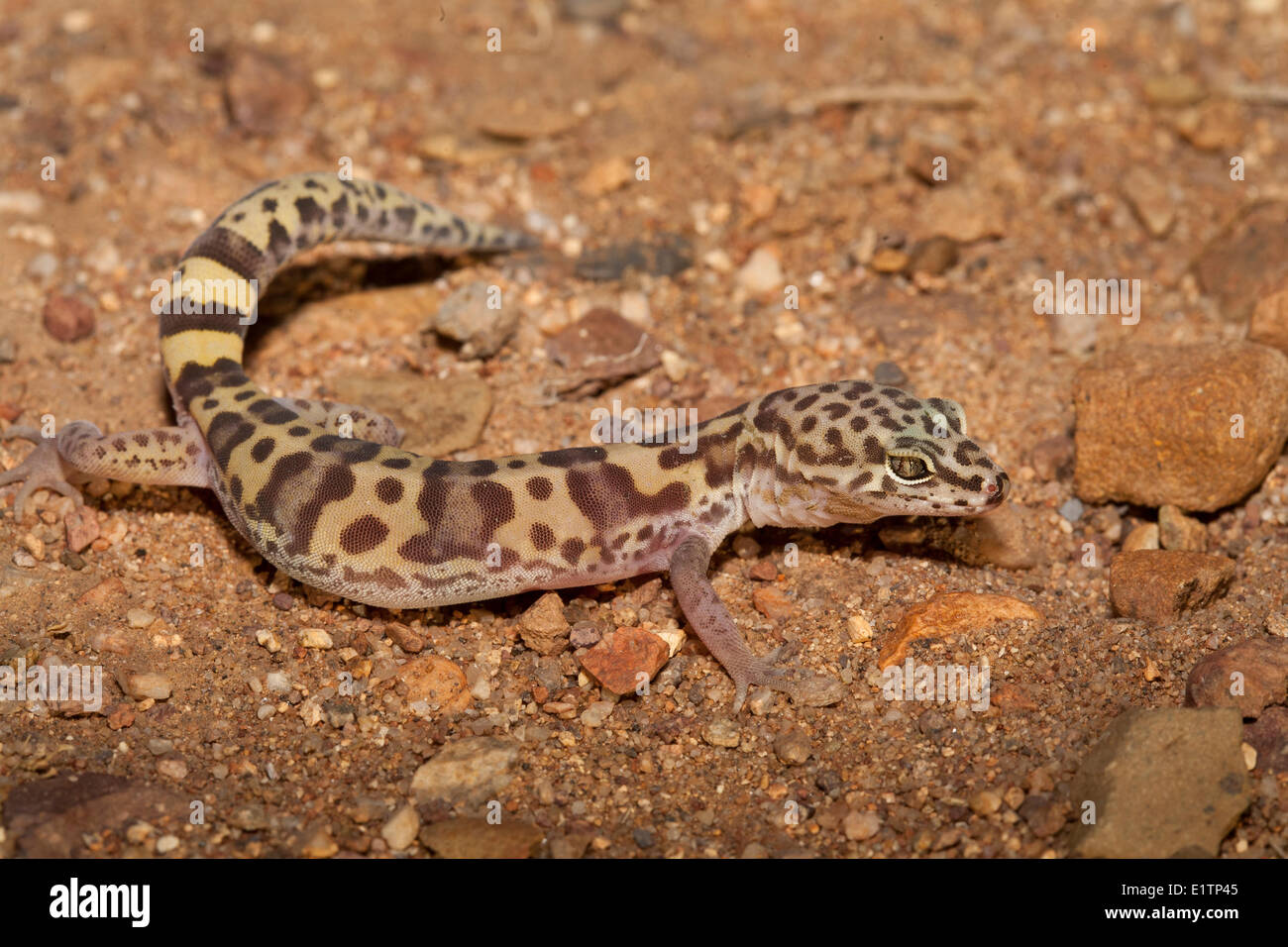 Gebänderten Gecko, Coleonyx Variegatus spp., Arizona, USA Stockfoto