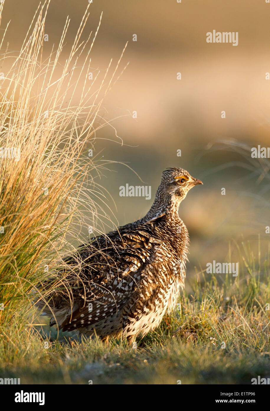 Sharp-tailed Grouse, Tympanuchus Phasianellus, Kamloops, BC, Kanada Stockfoto